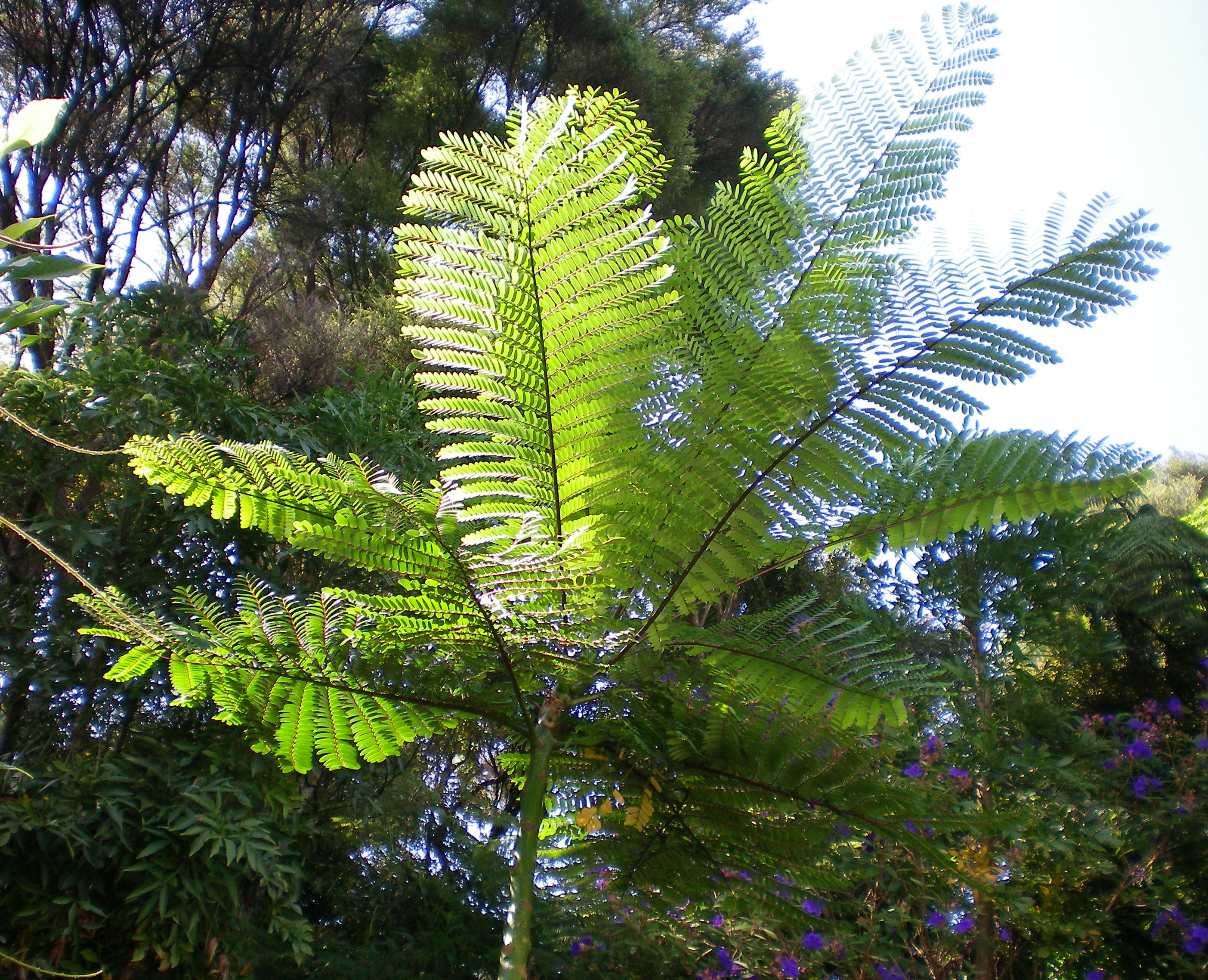 brazilian tree fern